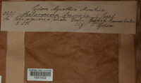 Melampsora caprearum image